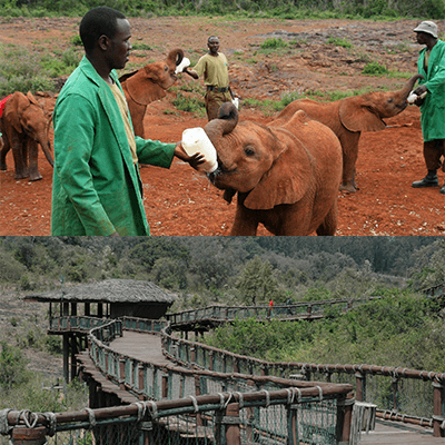 Daphne & David Sheldrick’s Elephant Animal Orphanage