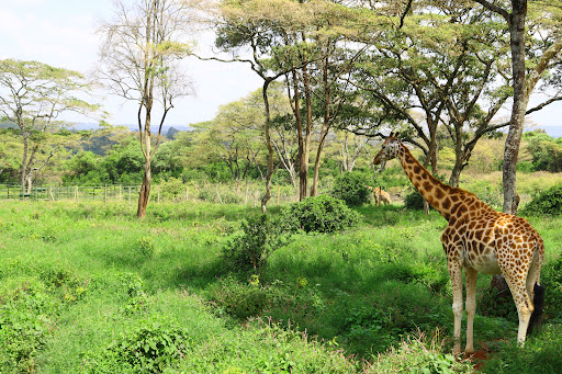 Giraffe Center Day Tour