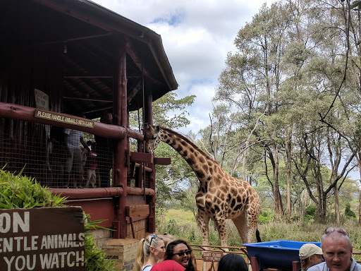 Giraffe Center Day Tour