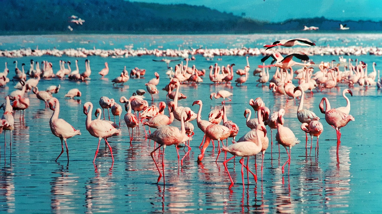 Lake Nakuru National Park Day Tour From Nairobi