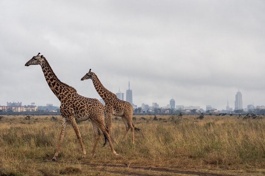 Nairobi Full Day Tour
