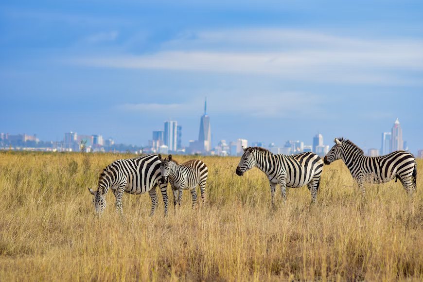 Nairobi National Park Day Safari