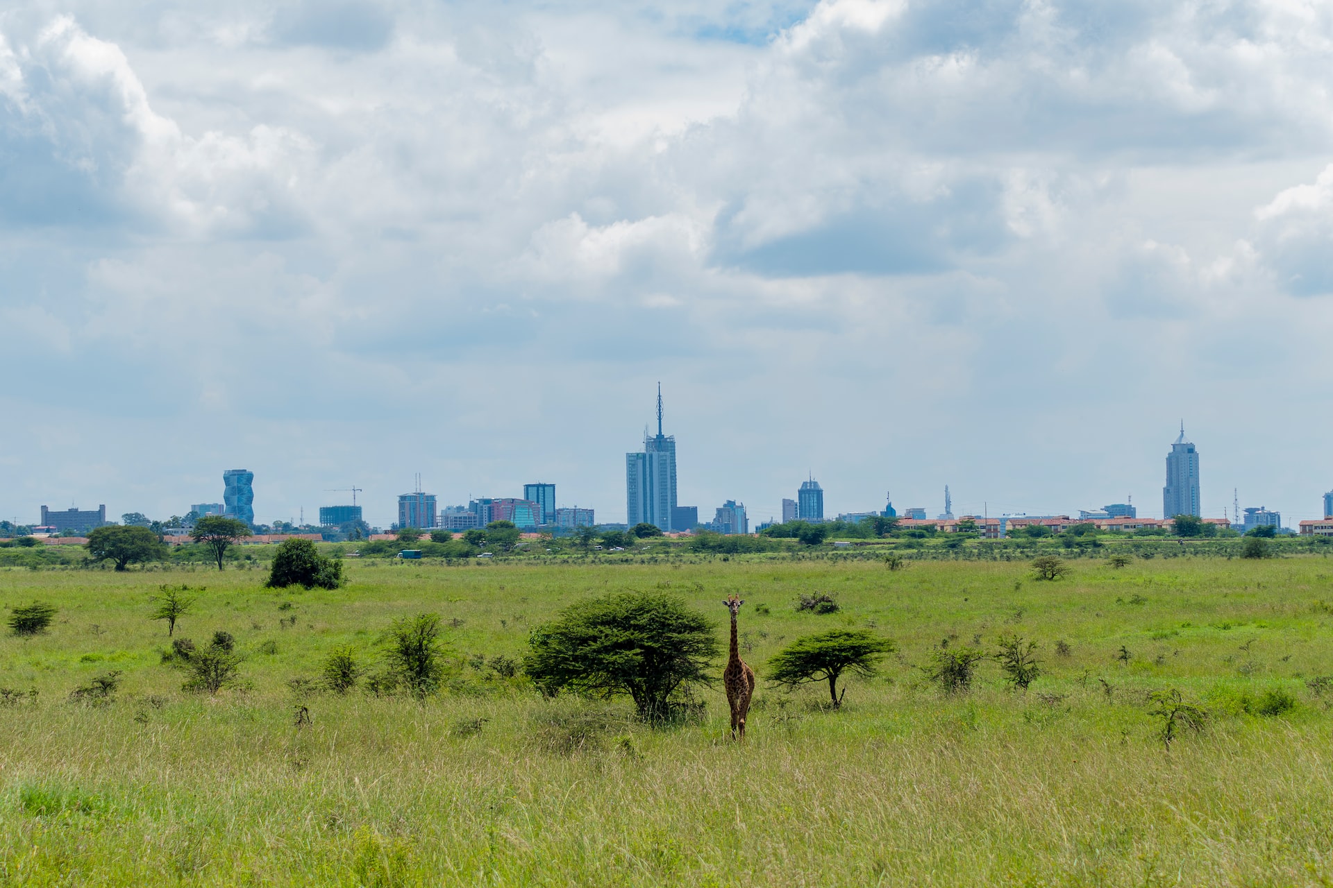 Nairobi National Park Day Safari