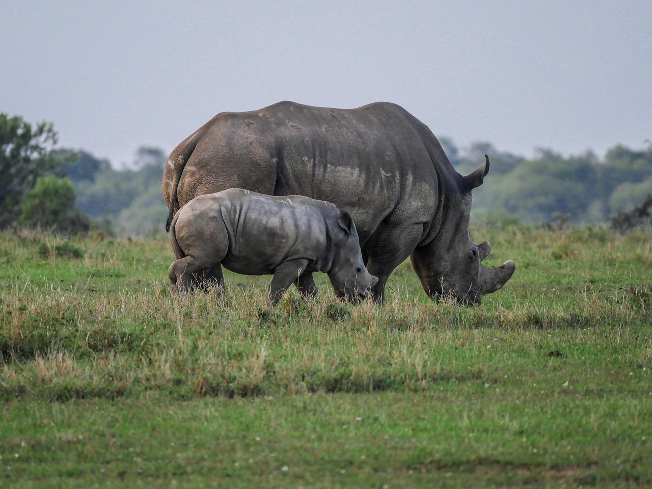 Ol Pejeta Sweetwaters Conservancy Day Trip Safari from Nairobi