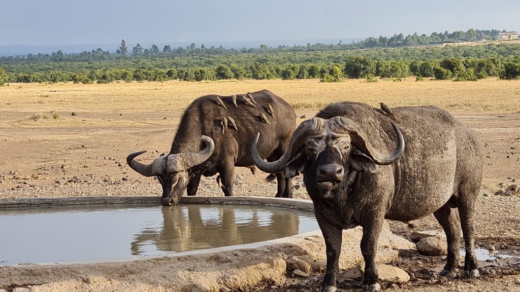 Ol Pejeta Sweetwaters Conservancy Day Trip Safari from Nairobi