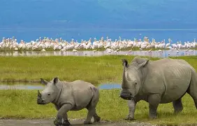 11 Days Spirit and Soul of Africa; Lake Nakuru, Maasai Mara, Serengeti, Ngorongoro, Lake Manyara, Amboseli