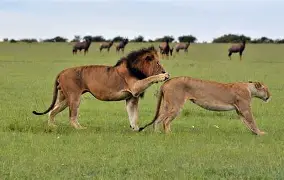 11 Days Spirit and Soul of Africa; Lake Nakuru, Maasai Mara, Serengeti, Ngorongoro, Lake Manyara, Amboseli