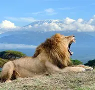 2 Days 1 Night  Amboseli National Park