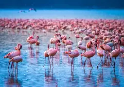 2 Days 1 Night L. Nakuru N. Park