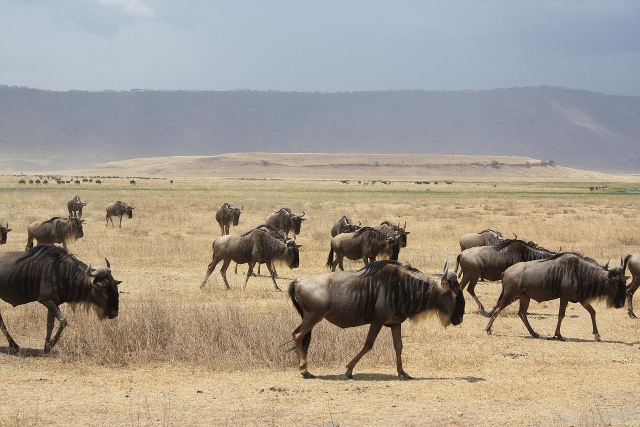 2 Days 1 Night Lake Manyara & Ngorongoro Crater Tanzania Safari