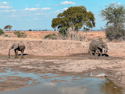 2 Days 1 Night Mikumi National Park Tanzania Safari