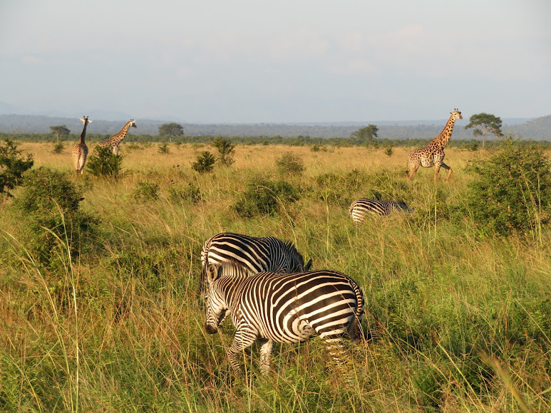 2 Days 1 Night Mikumi National Park Tanzania Safari