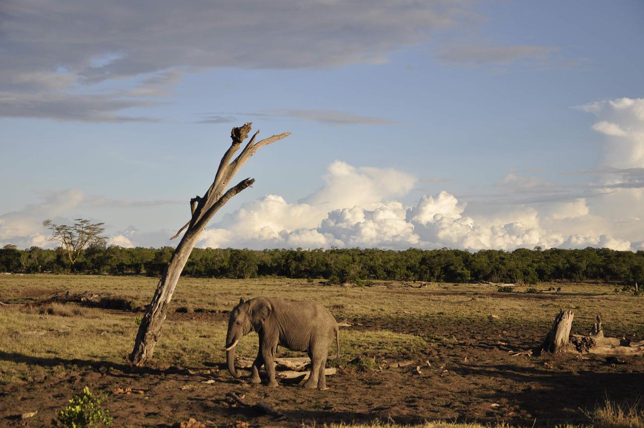 2 Days 1 Night Ol Pejeta Sweetwaters Conservancy Safari From Nairobi