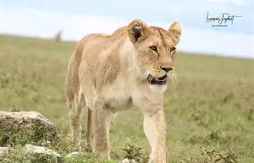 3 Days 2 Night Masai Mara National Reserve