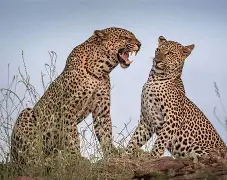 3 Days 2 Night Masai Mara National Reserve