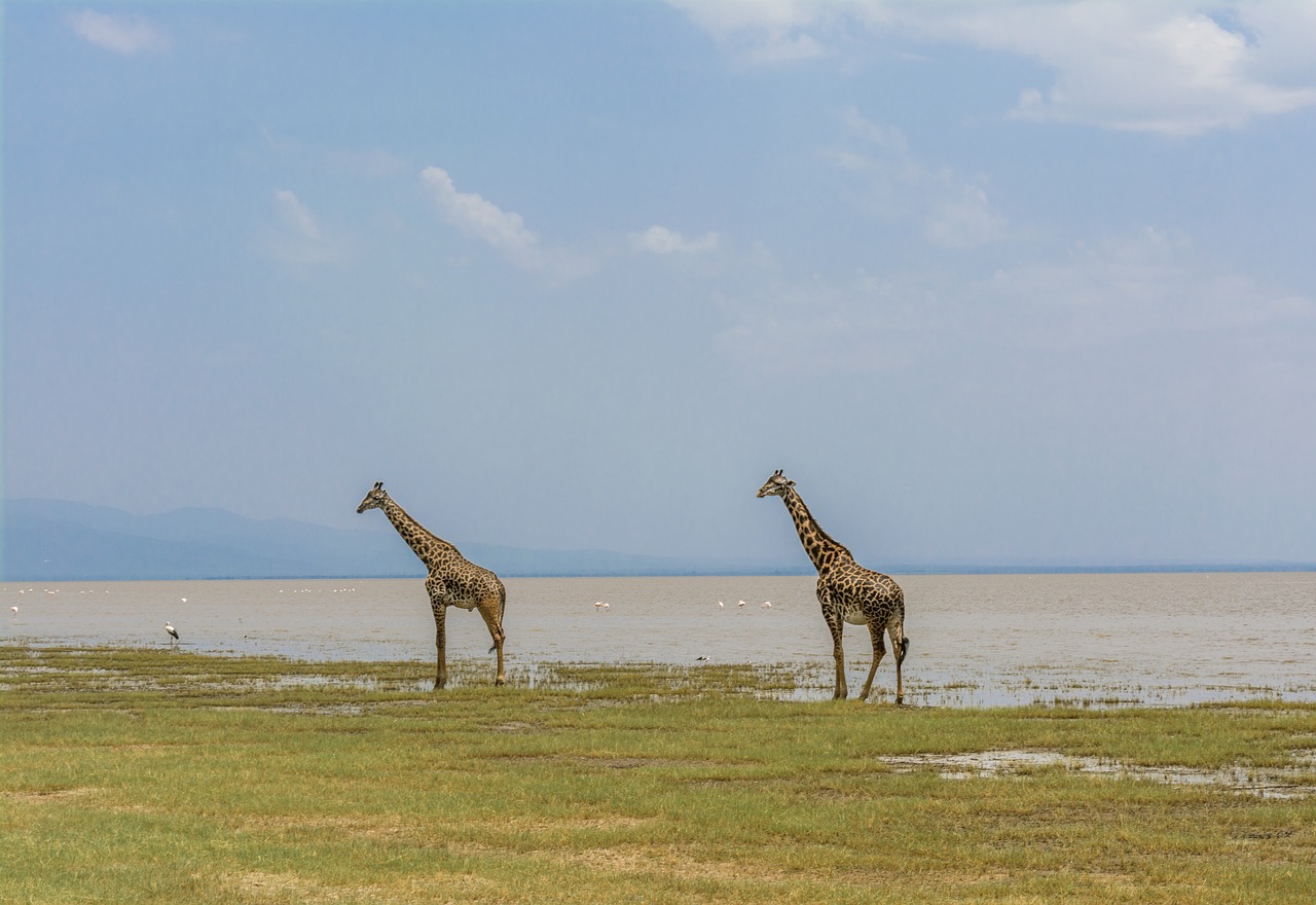 3 Days 2 Nights Lake Manyara, Ngorongoro Crater & Tarangire Tanzania Safari