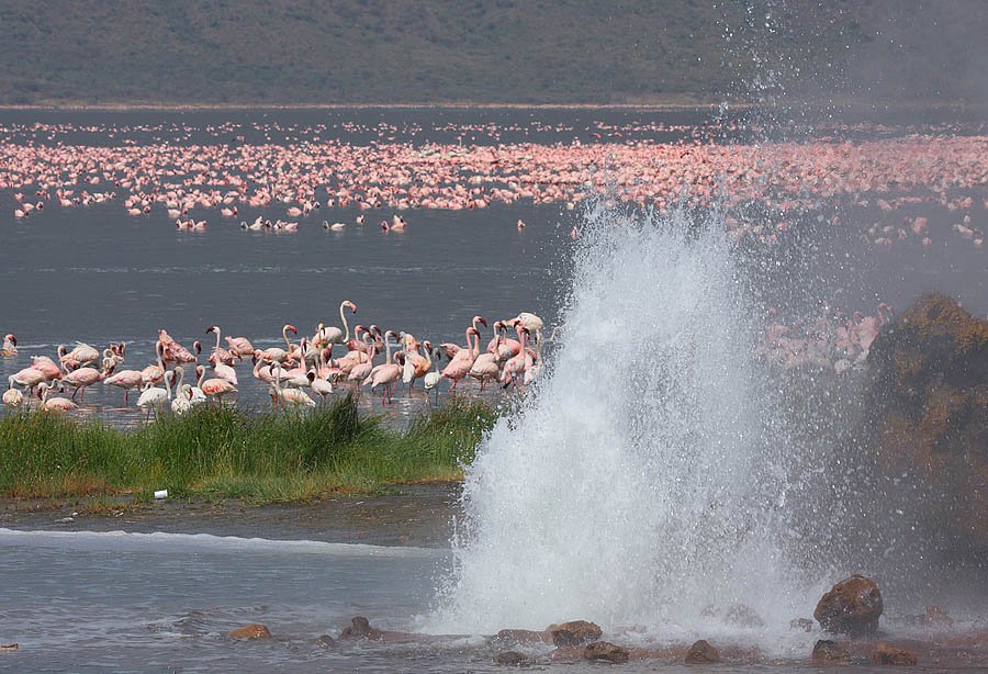 3 Days 2 Nights Lake Nakuru And Lake Bogoria Safari