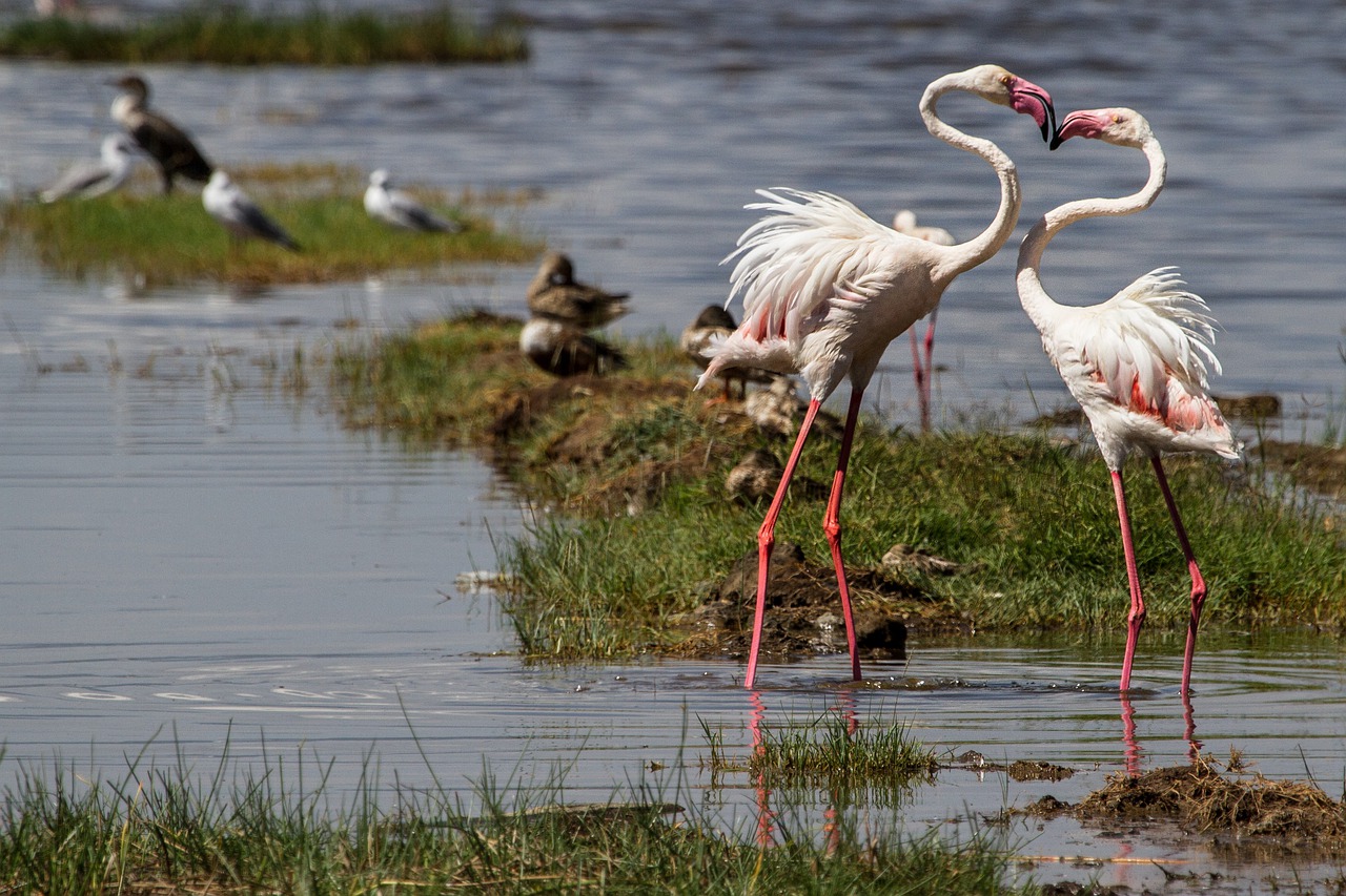 3 Days/ 2 Nights Lake Nakuru & Lake Naivasha Safari