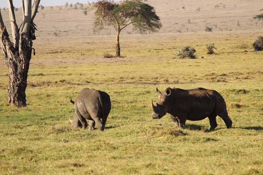 3 Days 2 Nights Lewa Downs Conservancy Road Safari