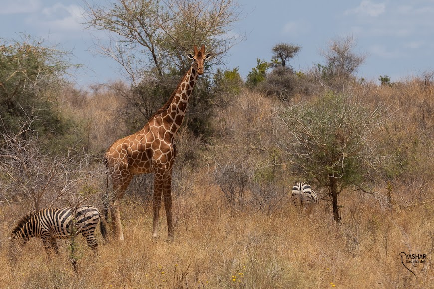 3 Days 2 Nights Meru National Park Road Safari