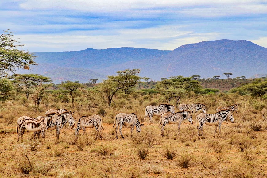 3 Days 2 Nights Samburu & Ol Pejeta Game Sanctuary Safari