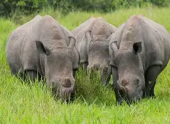 3 Days 2 Nights Uganda Safari; Ziwa Rhino Sanctuary, Murchisson Falls, Kampala