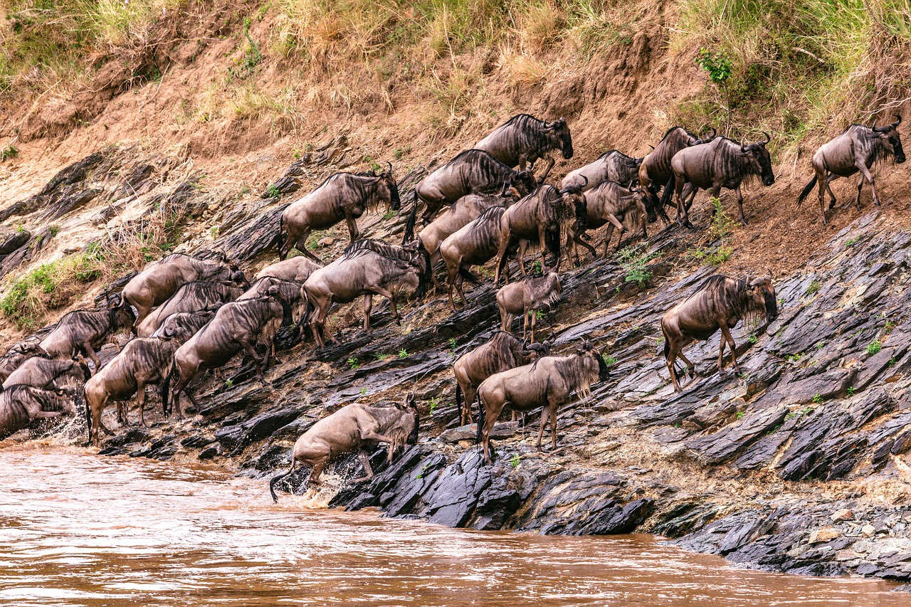 4 Days 3 Nights Lake Naivasha & Masai Mara Safari