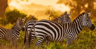 4 Days 3 Nights Masai Mara, Lake Nakuru and Lake Naivasha Safari
