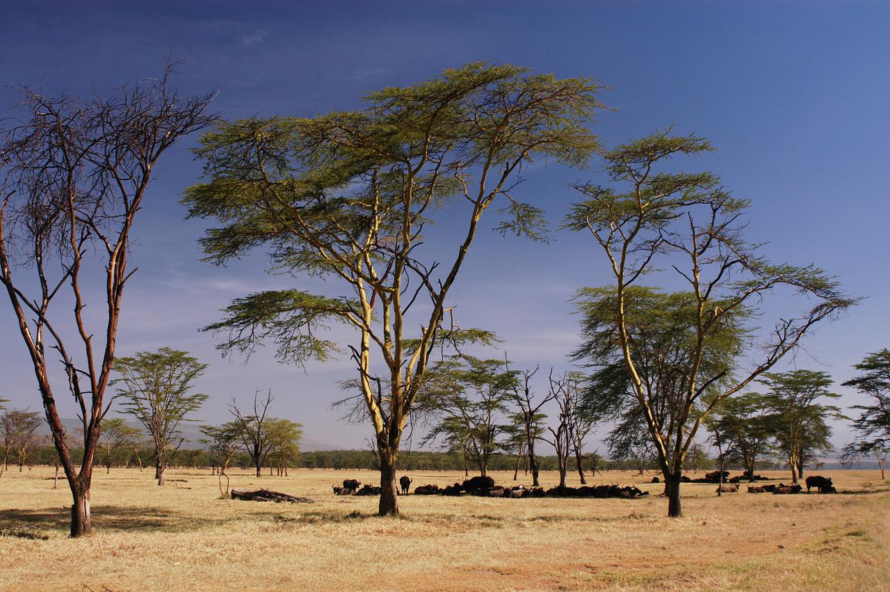 4 Days 3 Nights Samburu Game Reserve & Lake Nakuru Safari