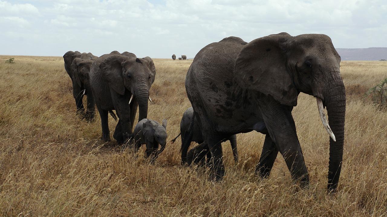 4 Days 3 Nights Serengeti-Ngorongoro & Lake Manyara Tanzania Safari
