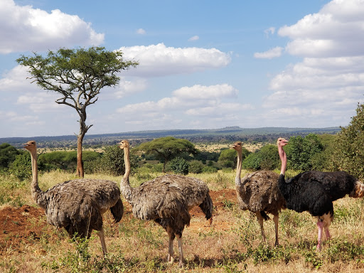 4 Days 3 Nights Tarangire National Park Serengeti National Park and Ngorongoro Crater Tanzania Safari