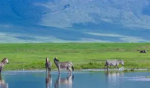 4 Days 3 Nights Touch of Wilderness; Lake Manyara N.Park or Tarangire N. Park, Serengeti N.Park, Ngorongoro Crater