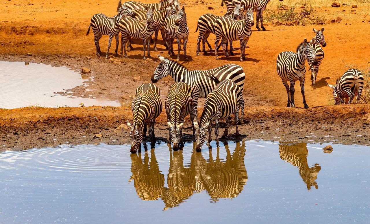 4 Days 3 Nights Tsavo East National Park Tsavo west National Park and Amboseli national park Kenya Safari