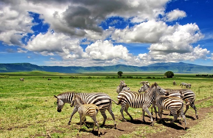 4 Days 3 Nights Tsavo East National Park & Tsavo West Safari