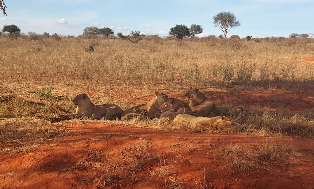 5 Days 4 Nights Amboseli & Tsavo National Park Safari