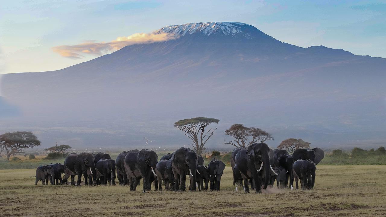 5 Days 4 Nights Amboseli & Tsavo National Park Safari