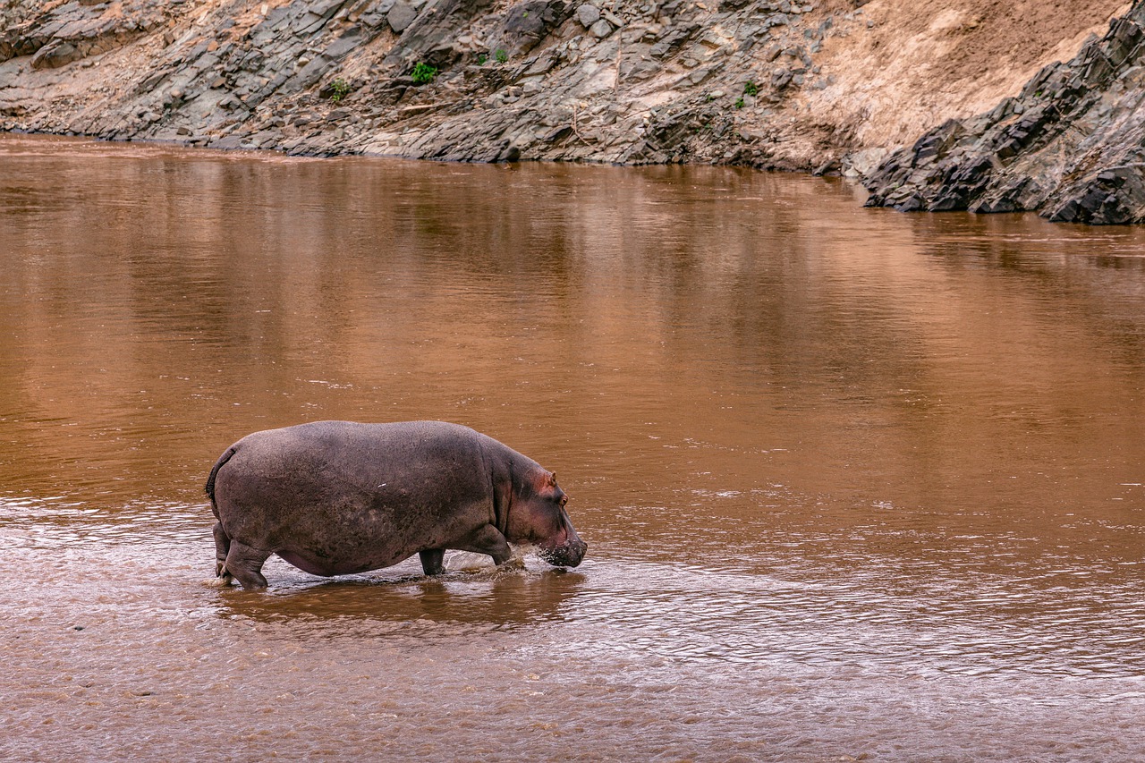 5 Days 4 Nights Nairobi-Maasai Mara-Naivasha Safari