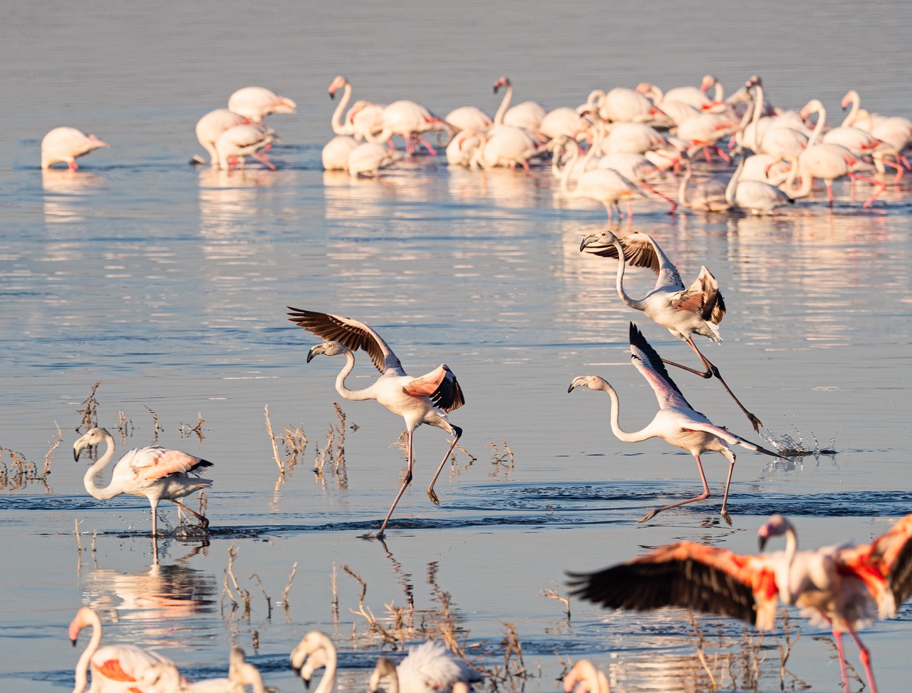 6 Days 5 Nights Amboseli – Lake Nakuru – Masai Mara Safari