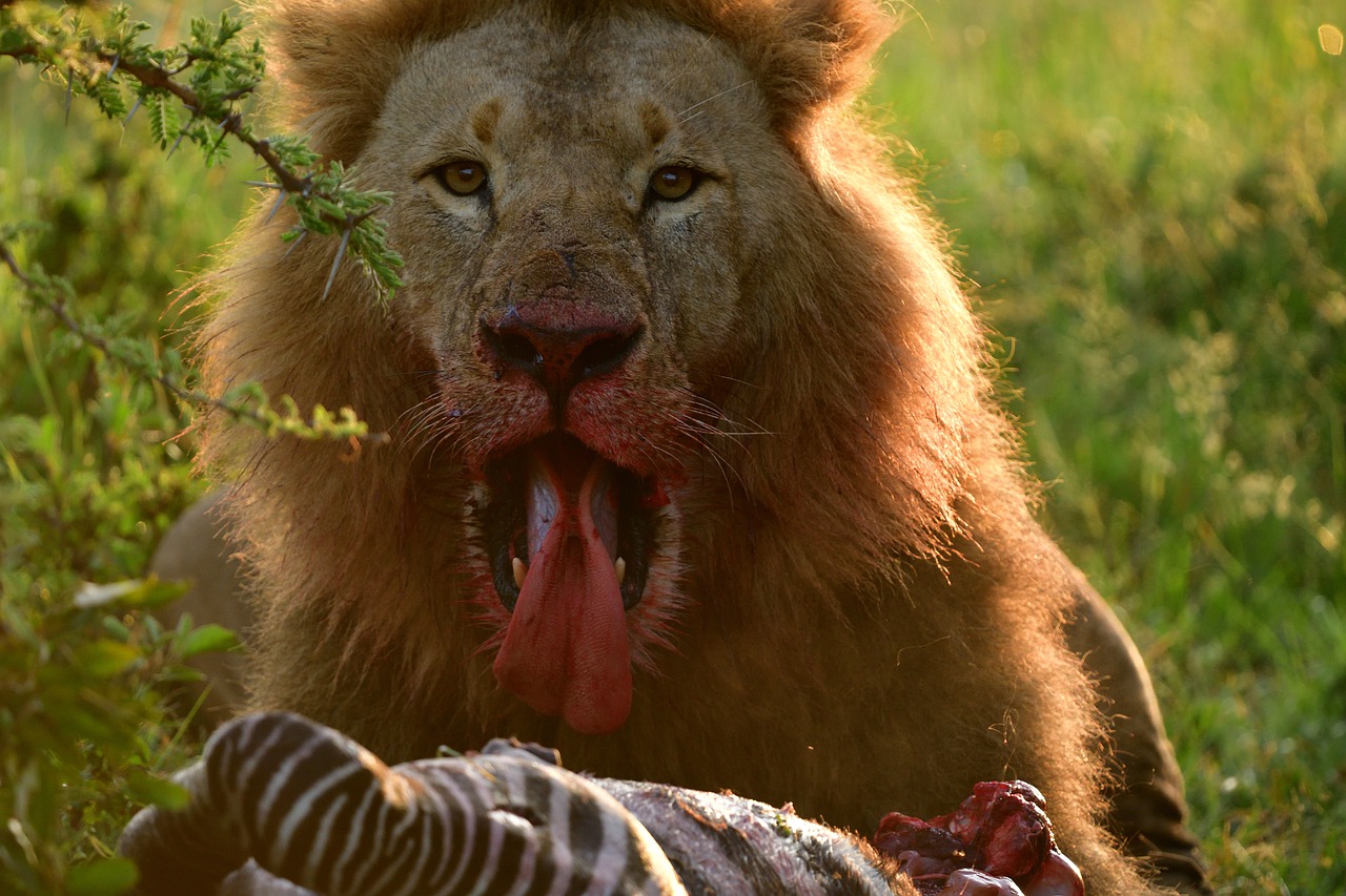 6 Days 5 Nights Amboseli – Lake Nakuru – Masai Mara Safari