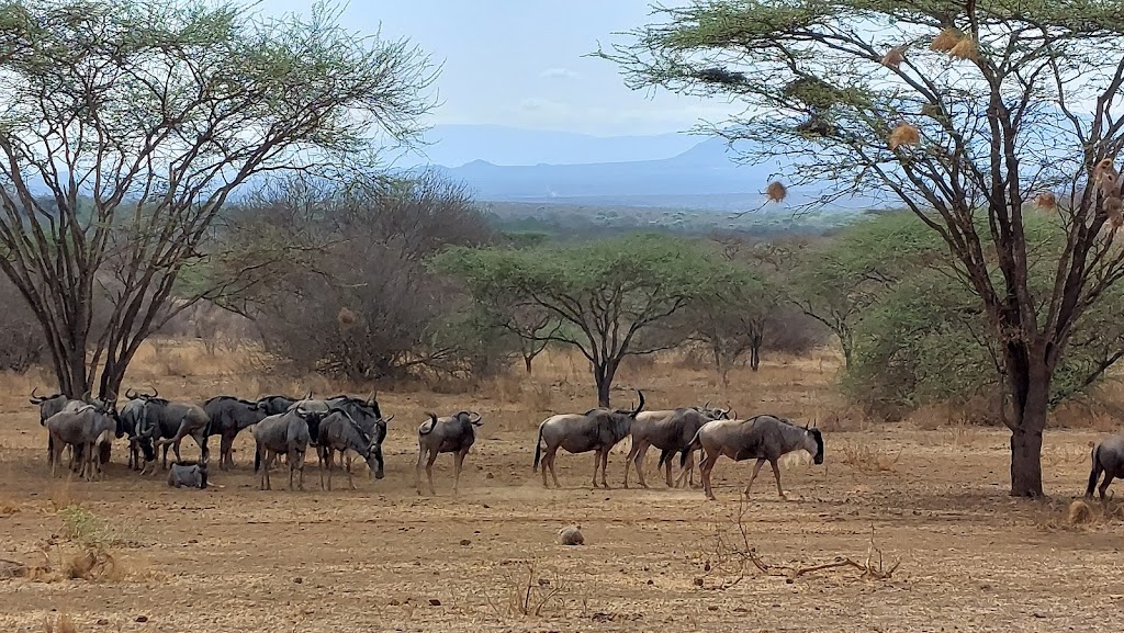 6 Days 5 Nights Amboseli – Tsavo West – Taita Hills Game Sanctuary