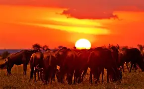 6 Days 5 Nights Highlights of Kenya and Tanzania; Maasai Mara, Serengeti, Ngorongoro