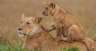 6 Days 5 Nights Highlights of Kenya and Tanzania; Maasai Mara, Serengeti, Ngorongoro