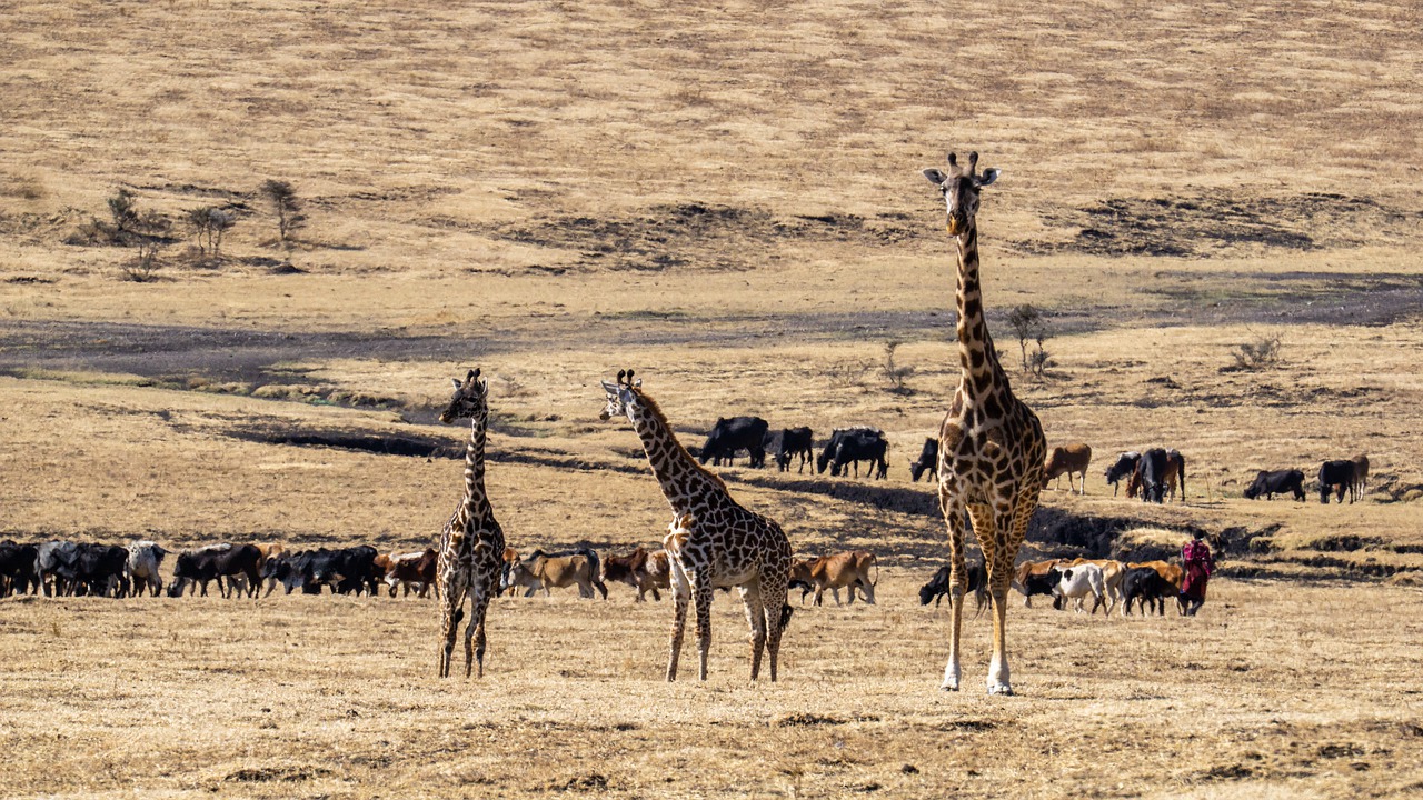 6 Days 5 Nights Lake Nakuru- Bogoria -Baringo – Lake Naivasha – Masai Mara Safari