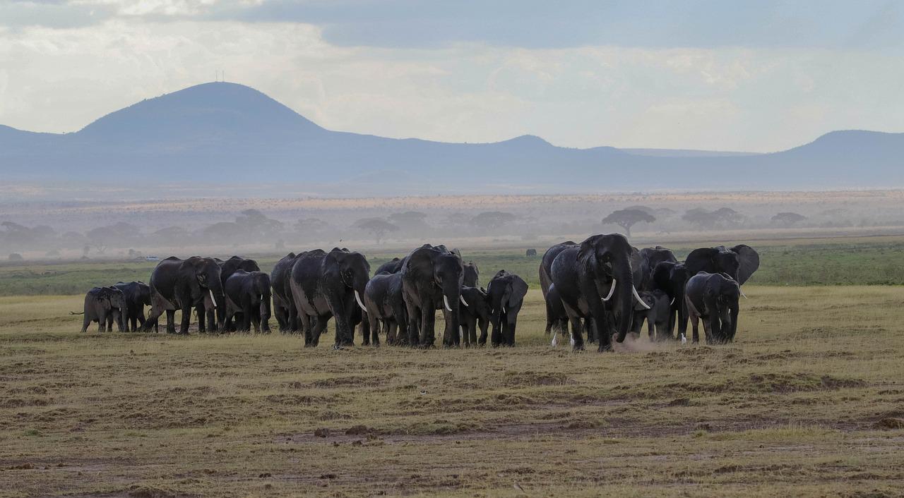 6 Days 5 Nights Masai Mara – Amboseli – Tsavo West Safari