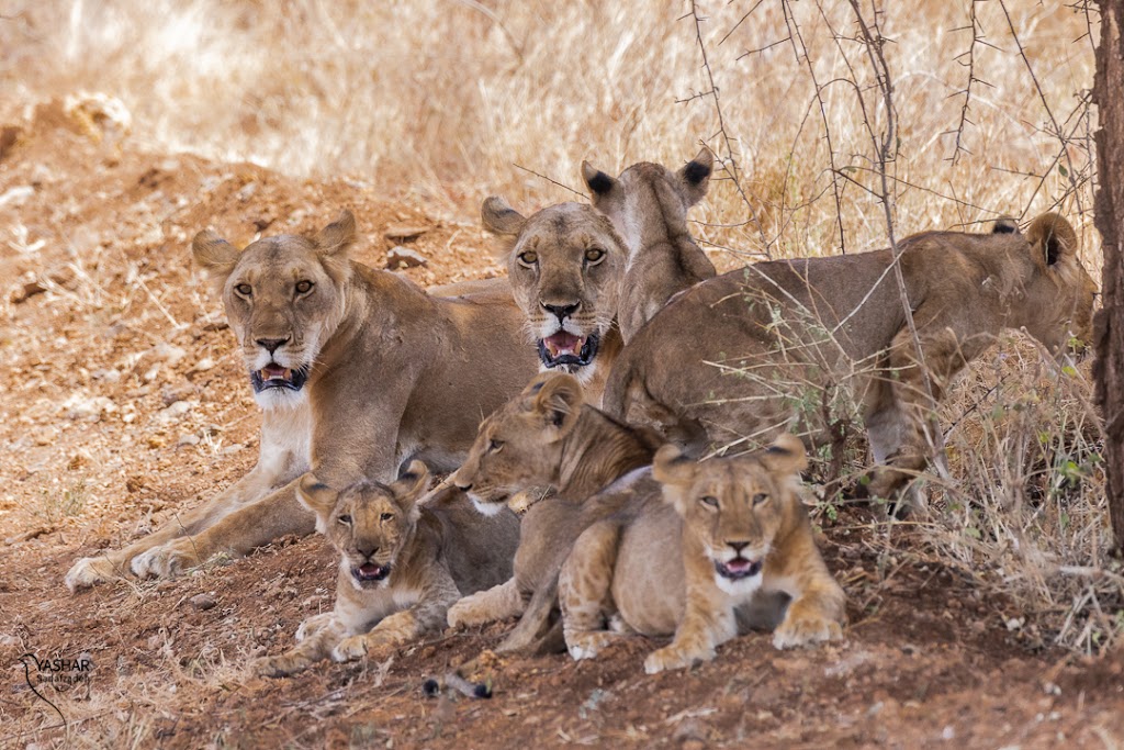 6 Days 5 Nights Meru – Samburu – Treetops – Nakuru Safari