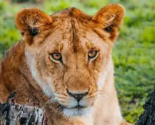 6 Days 5 Nights North Circuit Adventure; Tarangire, Serengeti, Ngorongoro, Lake Natron