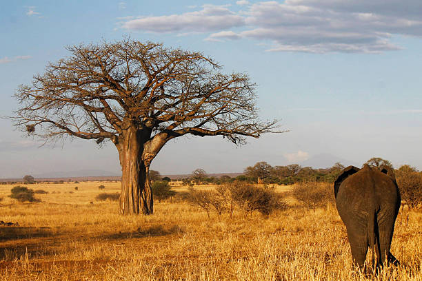 6 Days 5 Nights Tarangire National Park, Lake Manyara, Serengeti, Ngorongoro Crater & Tanzania Safari