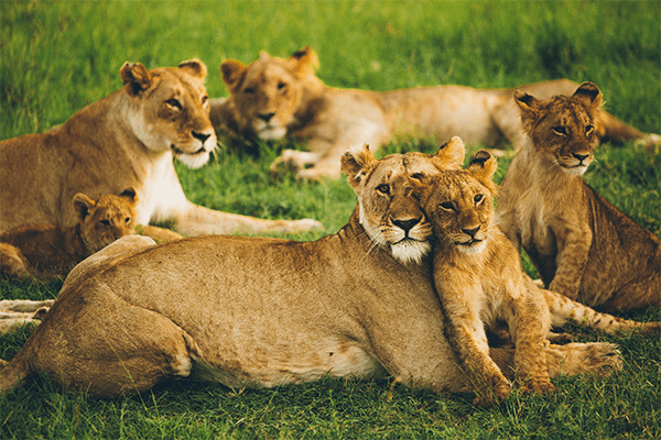 7 Days 6 Nights Kenya Safari Amboseli – Nakuru & Masai Mara