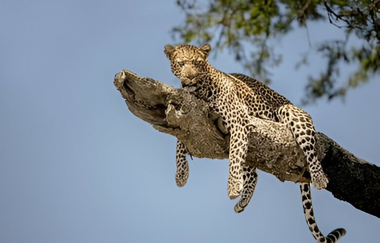 7 Days/ 6 Nights Nakuru - Masai Mara - Serengeti - Ngorongoro Crater Safari