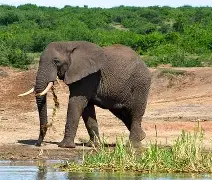 7 days 6 Nights Uganda Safari: Kibale, Bwindi, Lake Mburo Parks